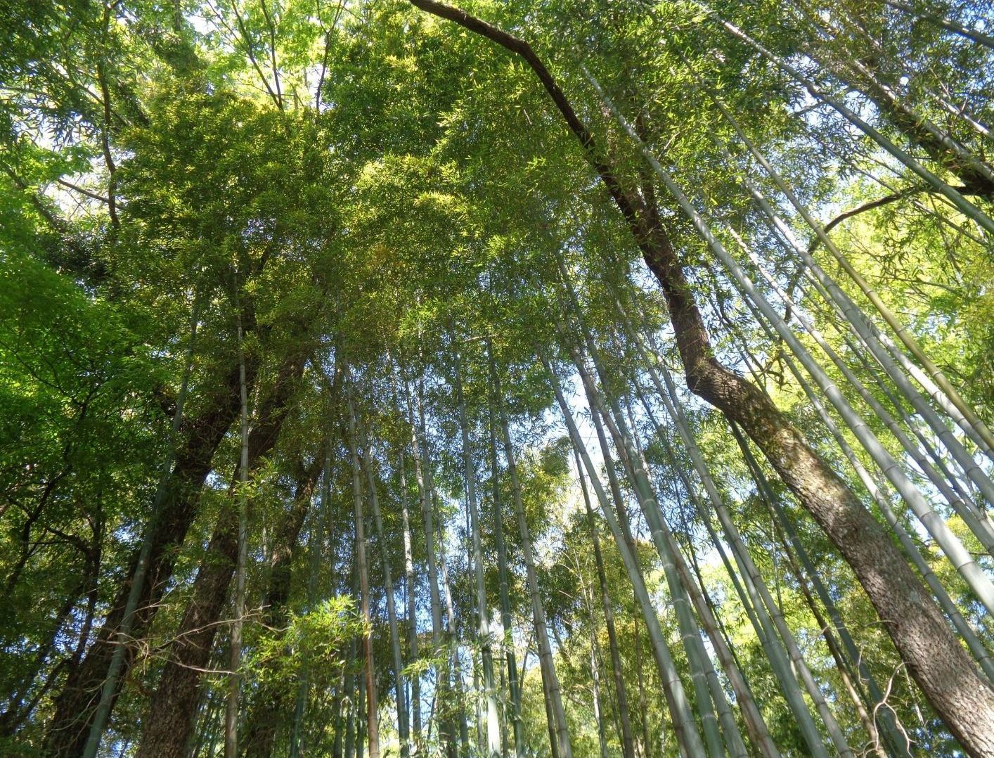 令和7年度竜丘小